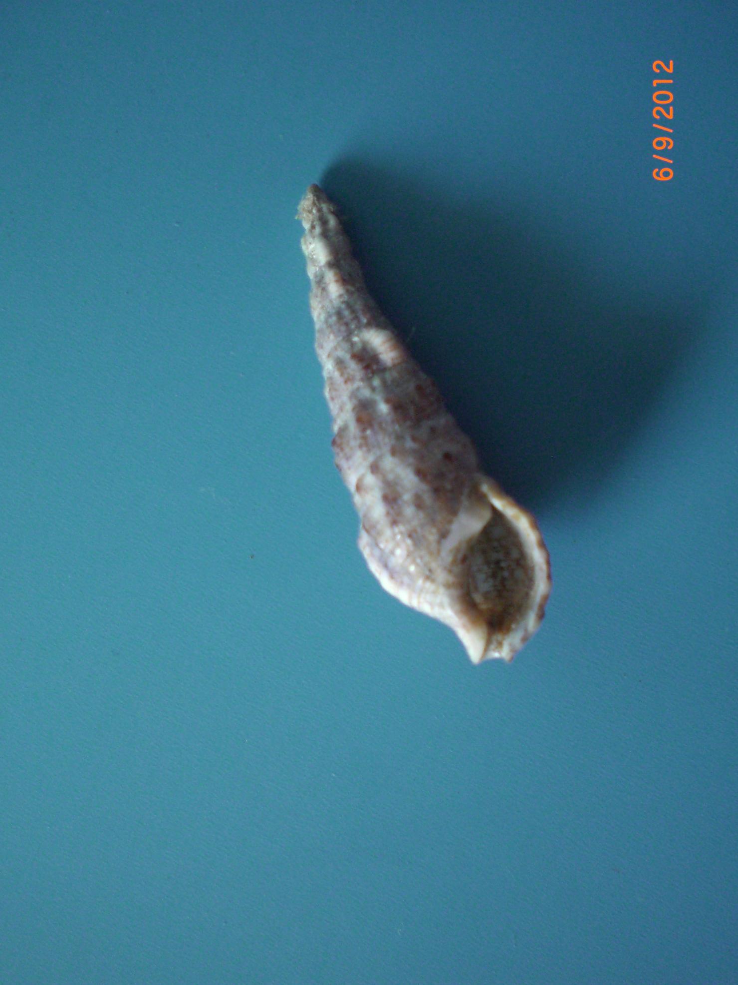 cerithium 2